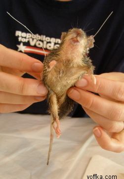 токсидермист-умелец