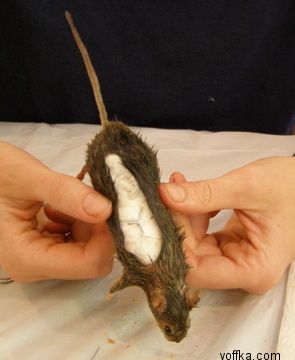 токсидермист-умелец