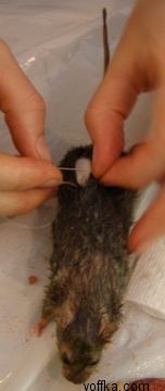 токсидермист-умелец