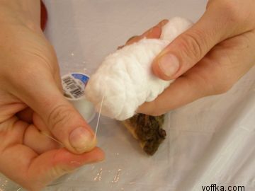 токсидермист-умелец