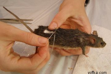 токсидермист-умелец