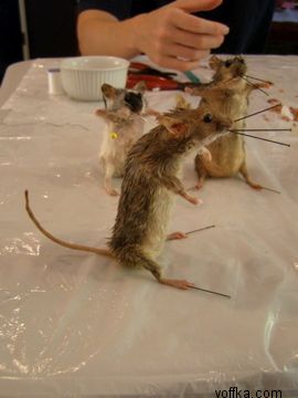 токсидермист-умелец