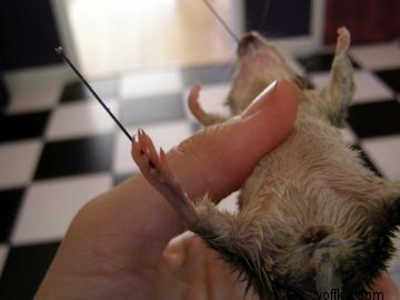 токсидермист-умелец