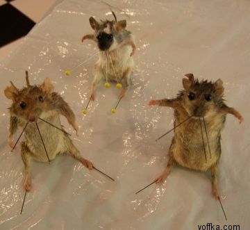 токсидермист-умелец