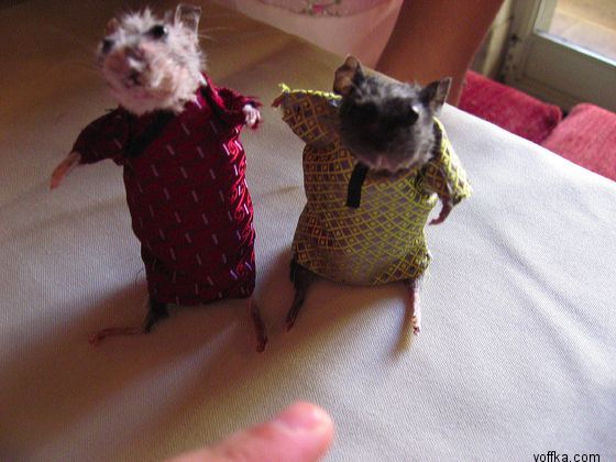 токсидермист-умелец