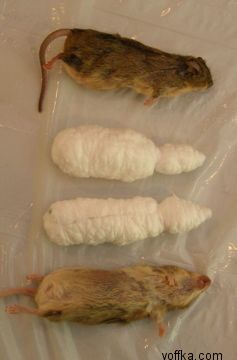 токсидермист-умелец