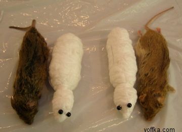 токсидермист-умелец