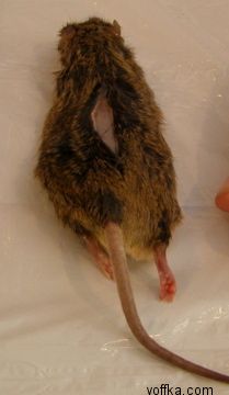 токсидермист-умелец