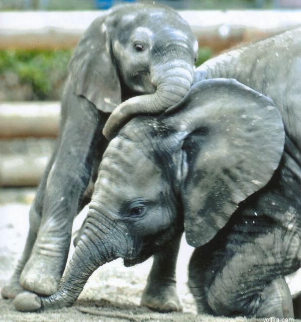 �������� �����