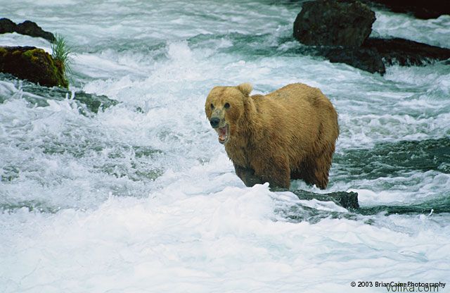 ����� ������� ����