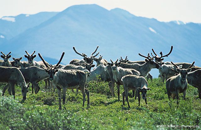 ����� ������� ����