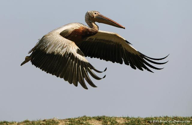 ����� ������� ����