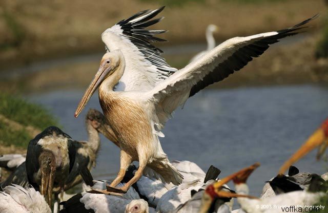 ����� ������� ����