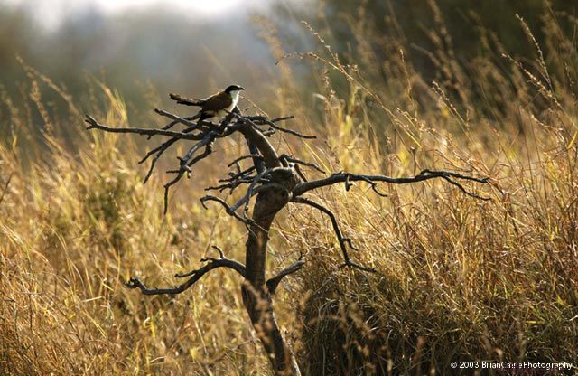 ����� ������� ����