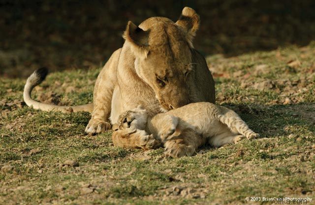 ����� ������� ����