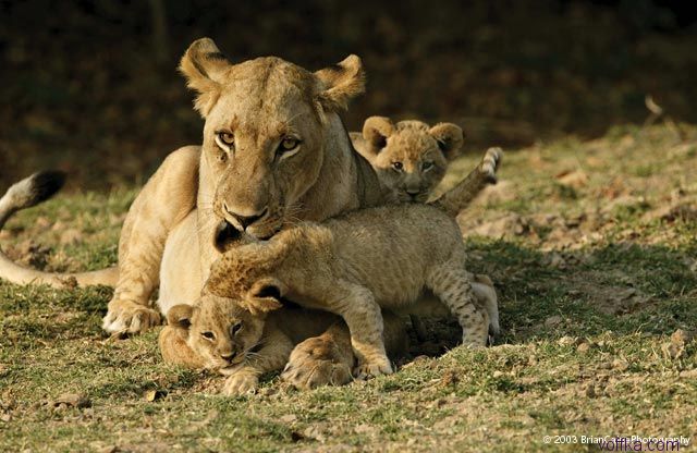 ����� ������� ����