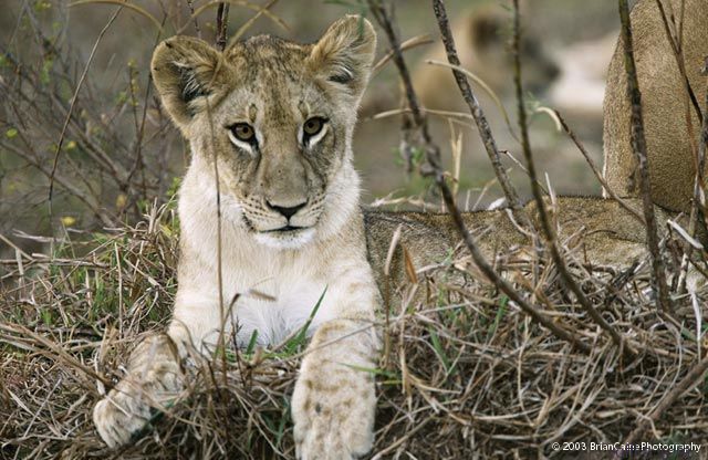 ����� ������� ����