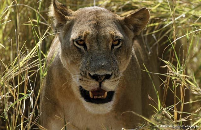 ����� ������� ����