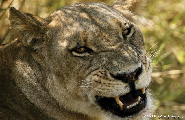 ����� ������� ����