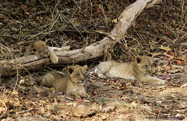 ����� ������� ����