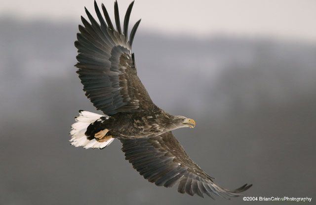 ����� ������� ����