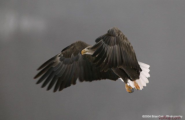 ����� ������� ����