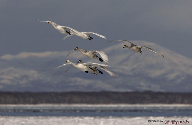 ����� ������� ����