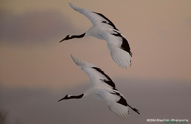 ����� ������� ����