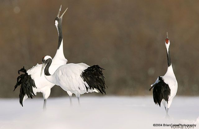 ����� ������� ����