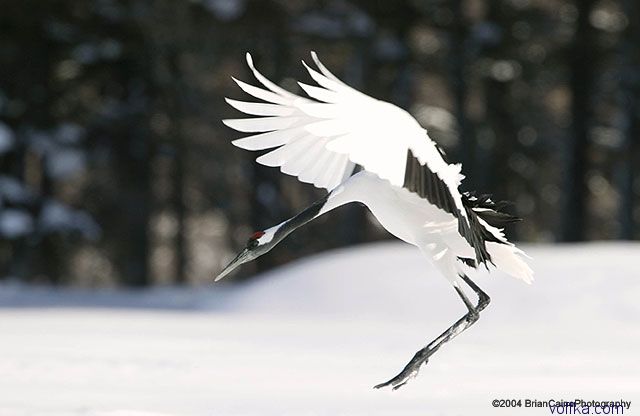 ����� ������� ����