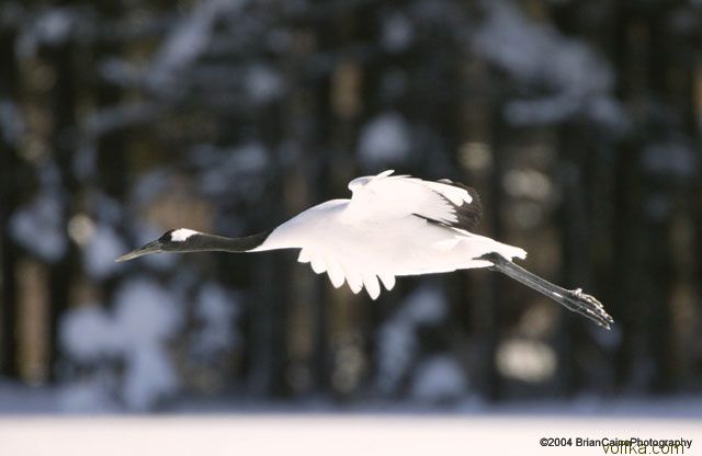 ����� ������� ����