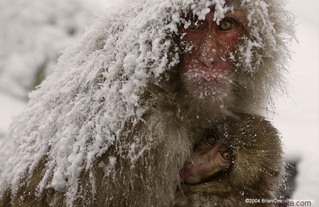 ����� ������� ����