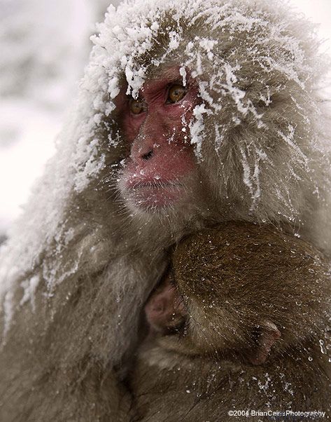 ����� ������� ����