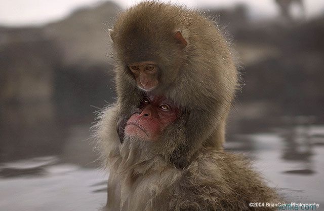 ����� ������� ����