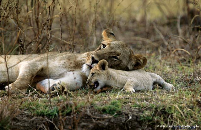 ����� ������� ����