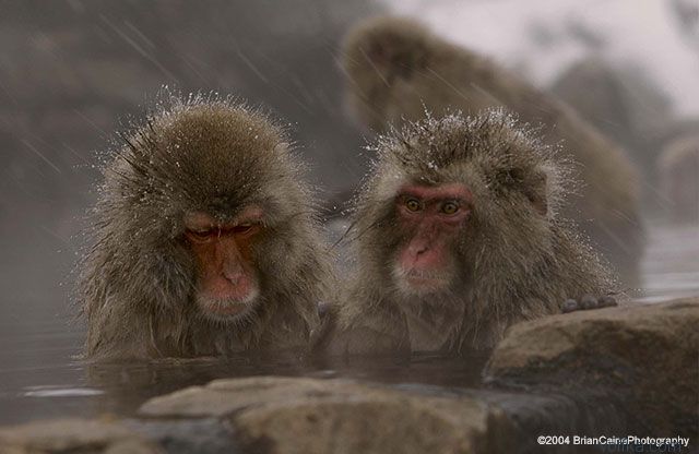 ����� ������� ����