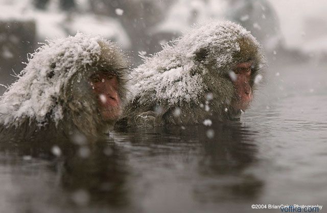 ����� ������� ����