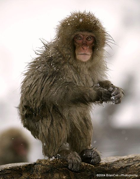 ����� ������� ����