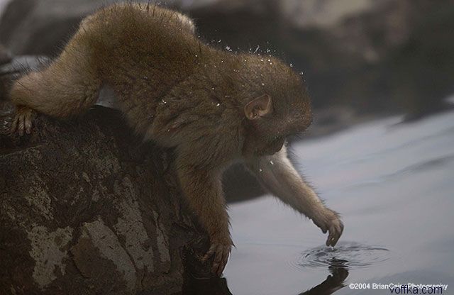 ����� ������� ����