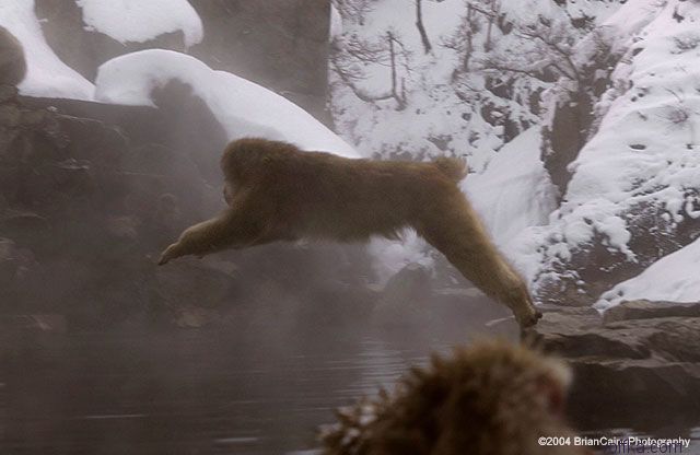 ����� ������� ����