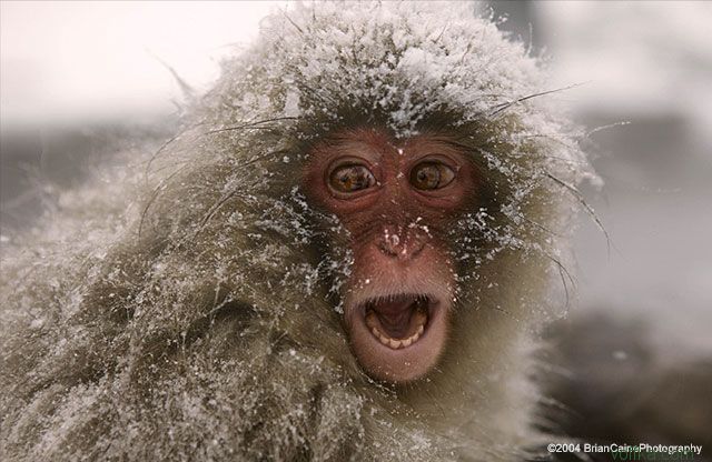 ����� ������� ����