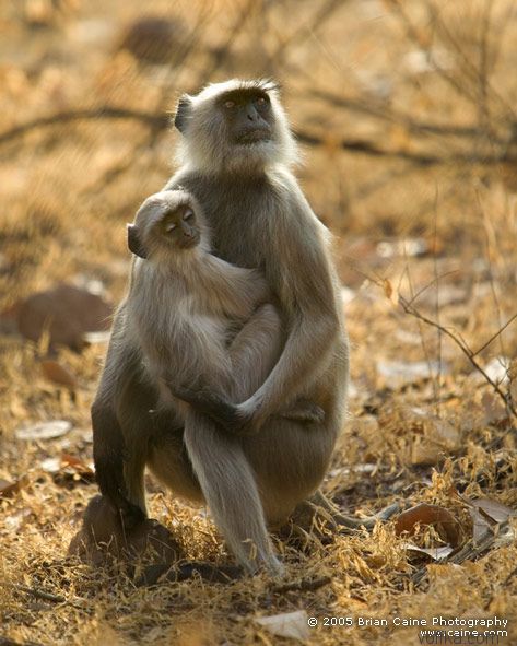 ����� ������� ����