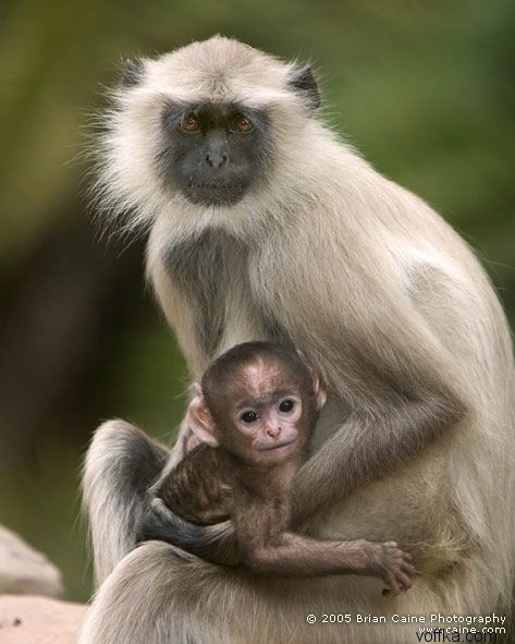 ����� ������� ����