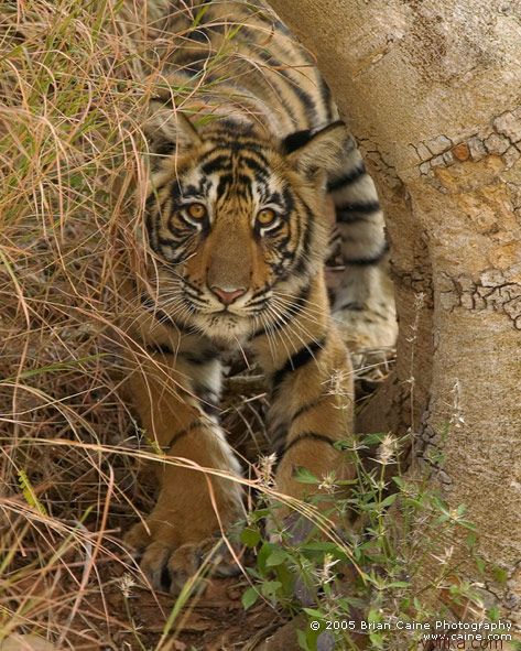 ����� ������� ����