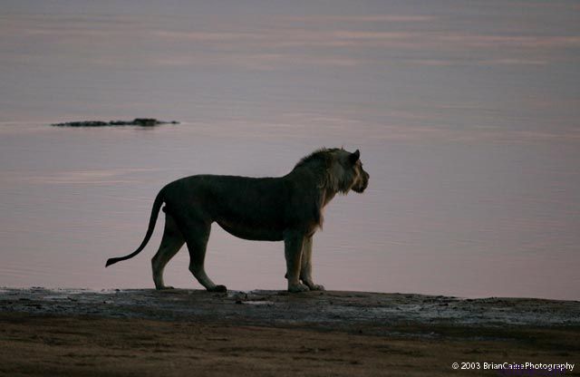 ����� ������� ����