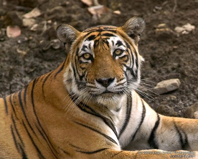 ����� ������� ����