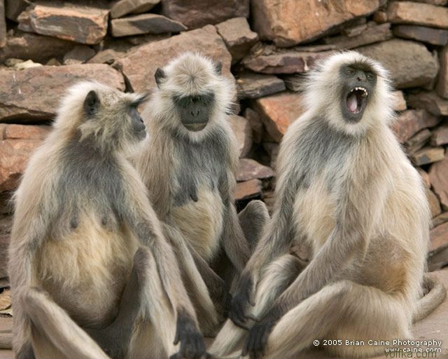 ����� ������� ����