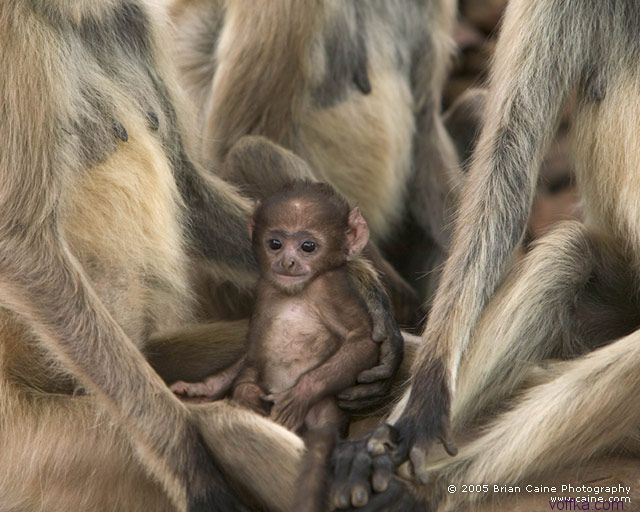 ����� ������� ����