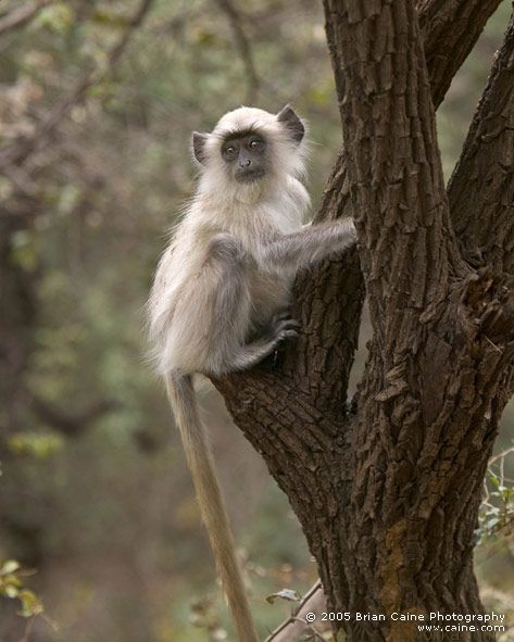 ����� ������� ����