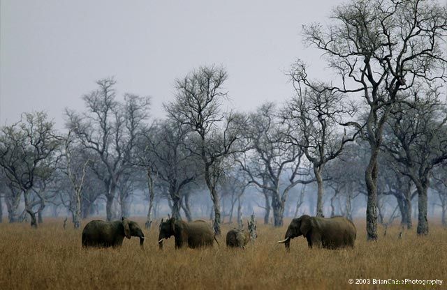 ����� ������� ����